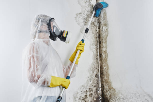 Best Mold Removal Near Me  in South San Francisco, CA