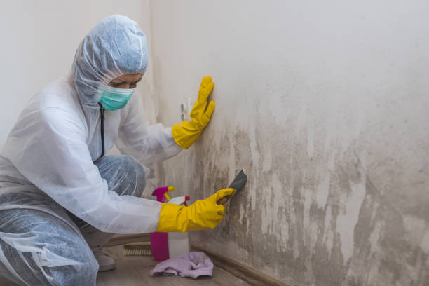 Attic Mold Removal in South San Francisco, CA