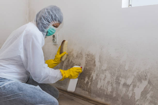 Best Mold Cleaning Services  in South San Francisco, CA
