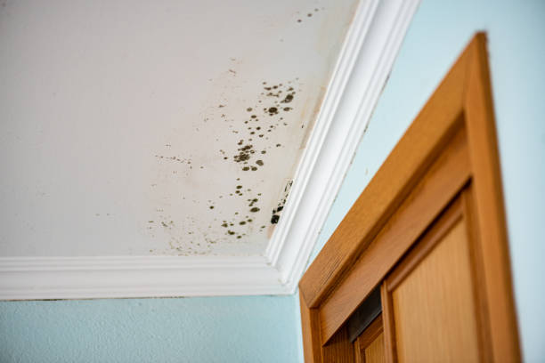 Best Office Mold Removal Services  in South San Francisco, CA