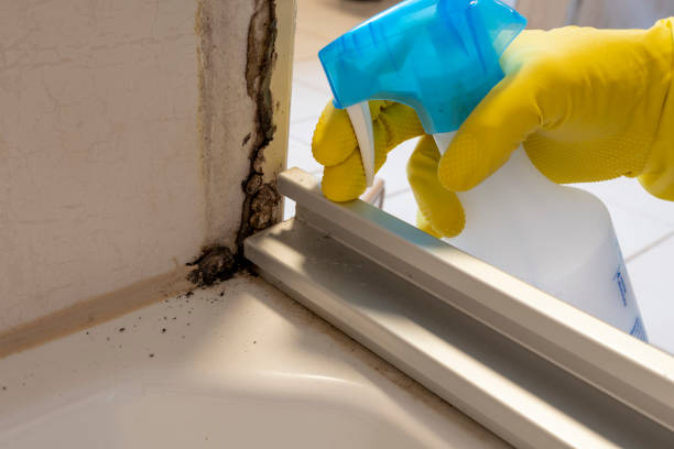 Best Office Mold Removal Services  in South San Francisco, CA