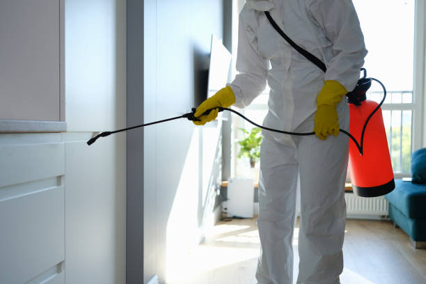 Trusted South San Francisco, CA Mold Removal Experts