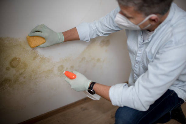 Best Fast Mold Removal  in South San Francisco, CA