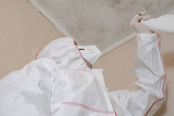 Best Professional Mold Removal  in South San Francisco, CA