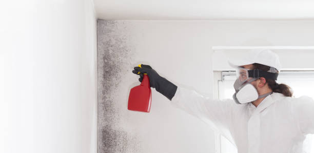 Best Black Mold Removal  in South San Francisco, CA