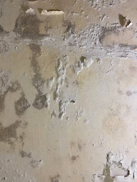 Best Water Damage Restoration  in South San Francisco, CA