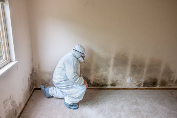 Best Mold Damage Repair  in South San Francisco, CA