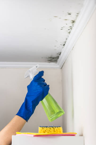 Office Mold Removal Services in South San Francisco, CA