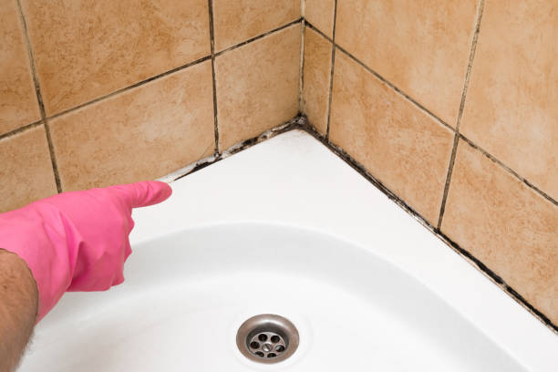 Mold Testing and Removal in South San Francisco, CA