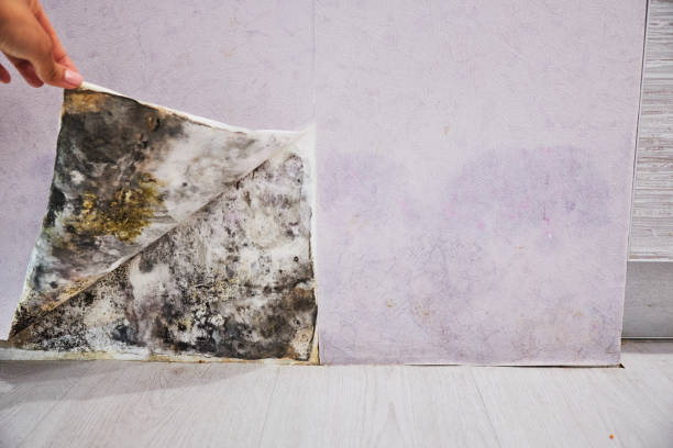 Best Best Mold Removal Companies  in South San Francisco, CA